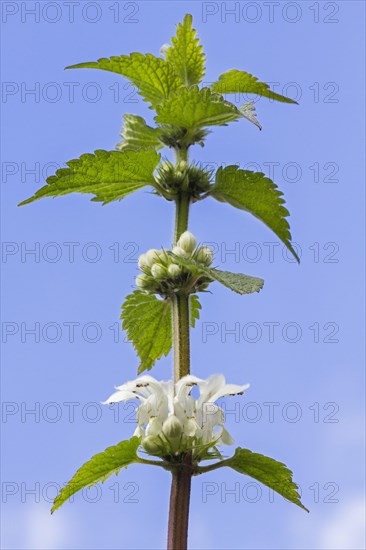 White deadnettle