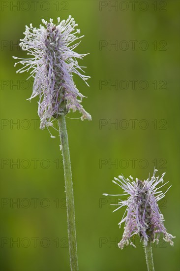 Hoary plantain