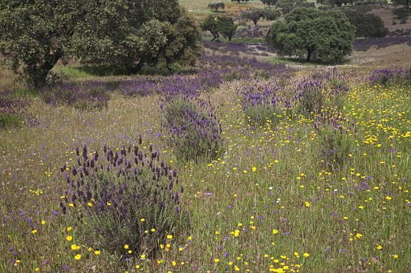 French lavender