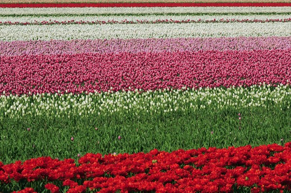 Colourful rows in field of cultivated tulips