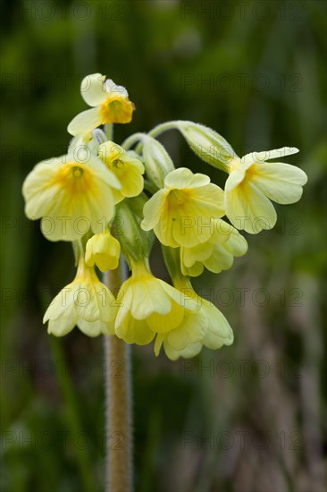 True oxlip