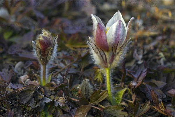 Spring pasqueflower