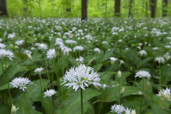 Wood garlic