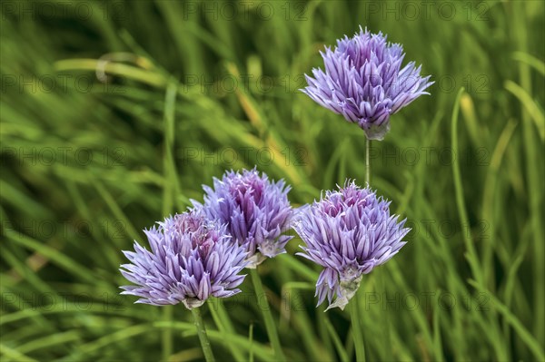 Chives