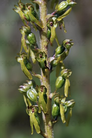 Eggleaf twayblade