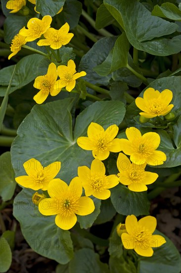 Marsh-marigold