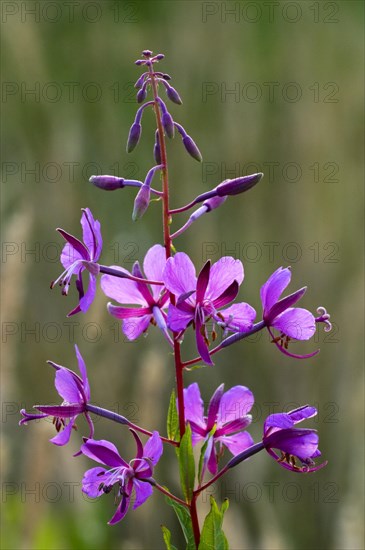 Rosebay willowherb