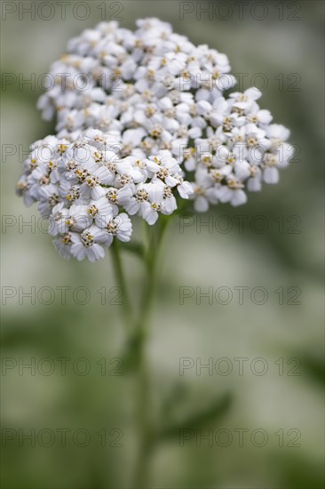 Common yarrow