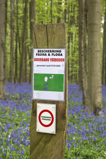 Prohibition sign prohibiting entrance and bluebells