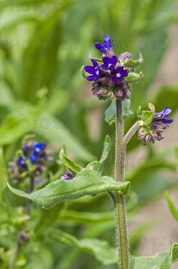 Common bugloss