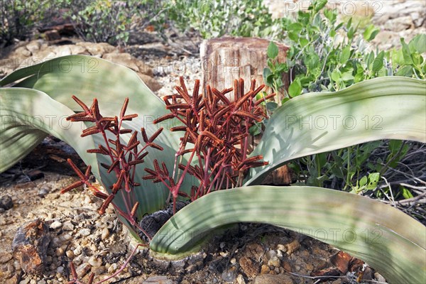 (Welwitschia mirabilis) male plant and cones in the petrified forest of Khorixas, Namibia, South Africa, Africa