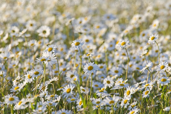 Oxeye daisy