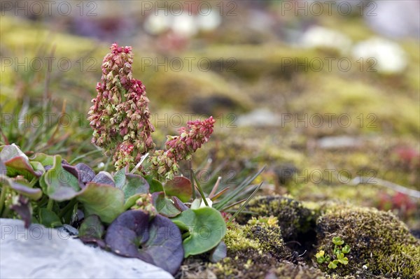 Mountain sorrel