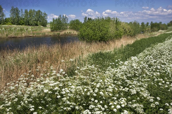 Cow parsley