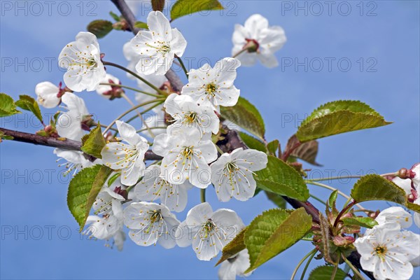 Wild cherry