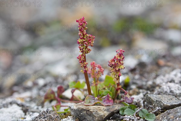 Mountain sorrel