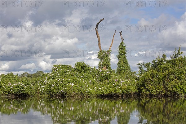 Vegetation along river in the Pampas del Yacuma in Bolivia