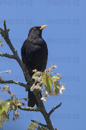 Eurasian blackbird