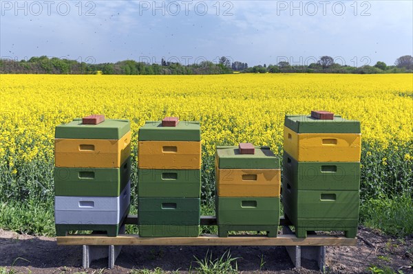 Swarm of Western honey bees