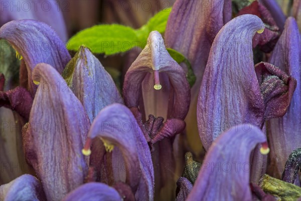 Purple toothwort