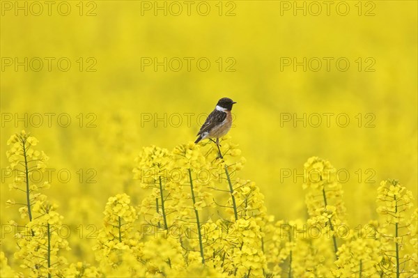 European stonechat