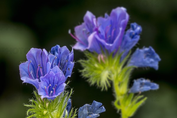 Viper's bugloss