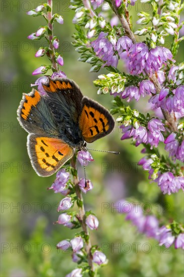 Small copper