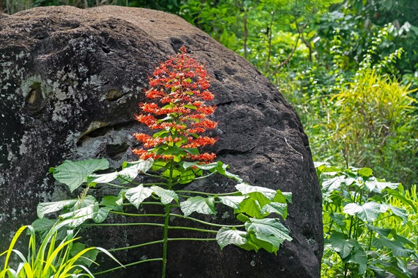 Pagoda flower