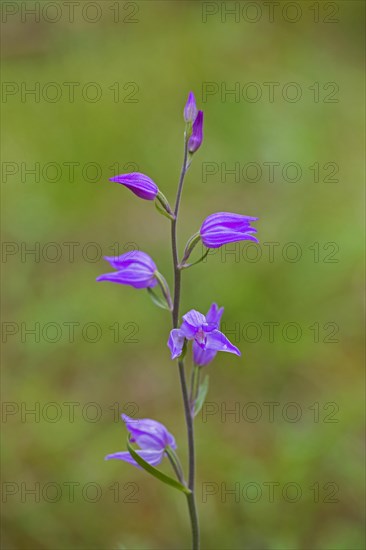 Red helleborine