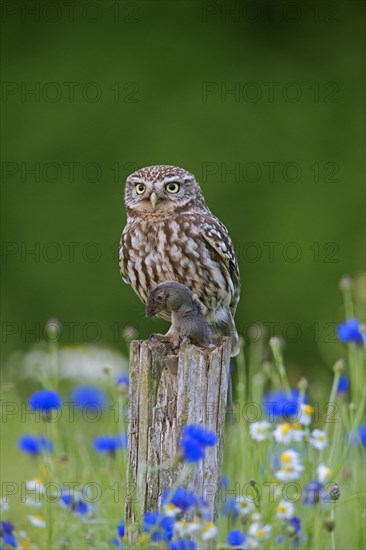 Ringed little owl