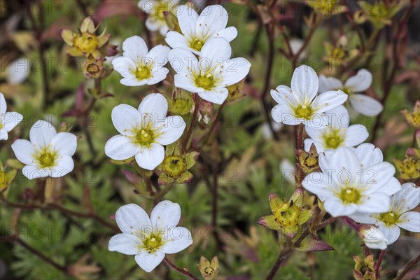 Mossy saxifrage