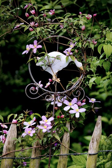 Clematis Montana in flower