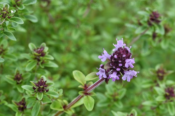 Wild thyme