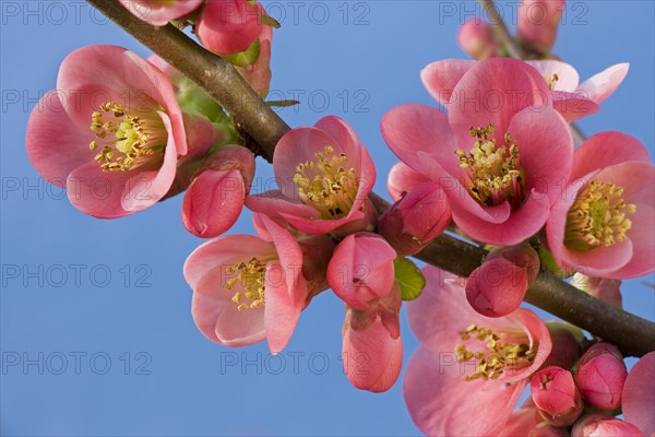 Japanese quince