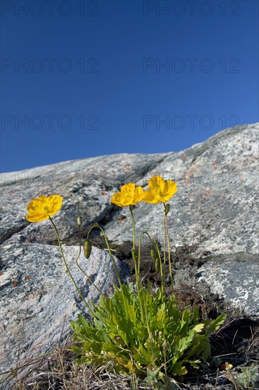 Arctic poppy