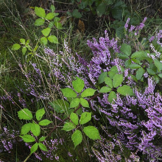 Blackberry and heather flowering in heathland at the Hoge Kempen National Park