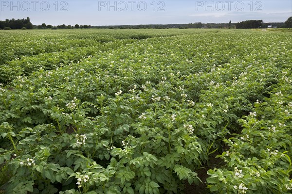 Potato field flowering in summer