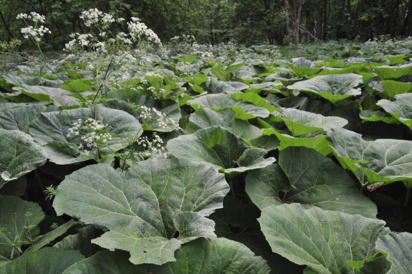 Common butterbur