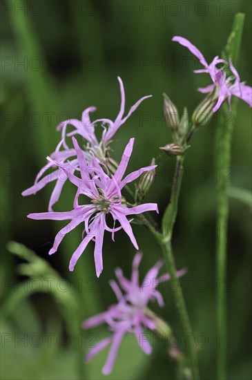 Ragged Robin