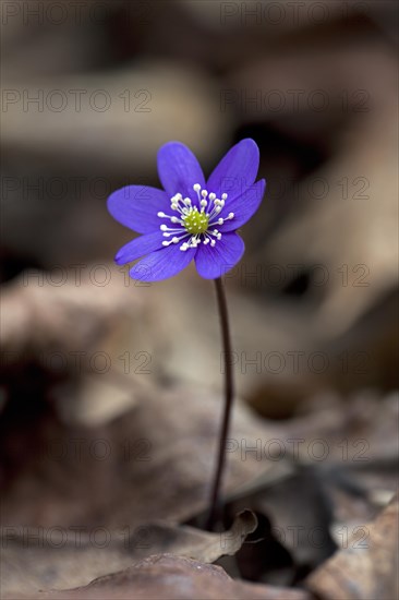 Common hepatica