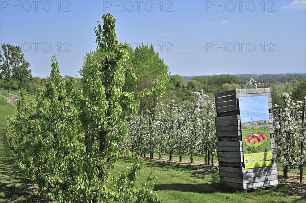 Wooden crates in half-standard Jonagold apple tree