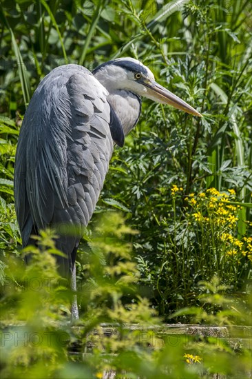 Grey heron