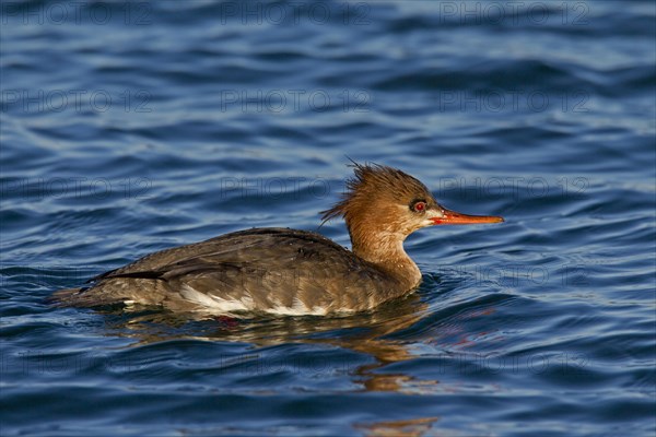 Red-breasted merganser