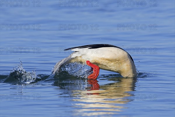 Common merganser