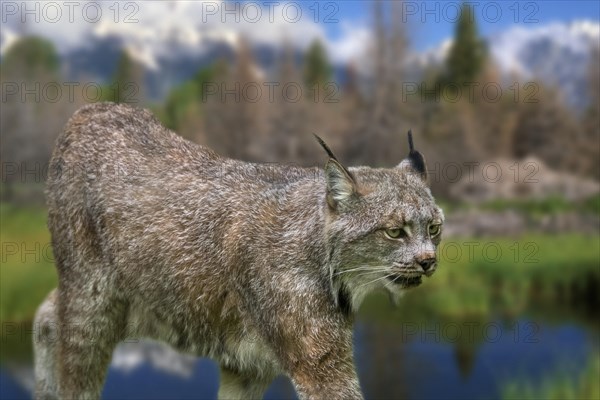 Canada lynx