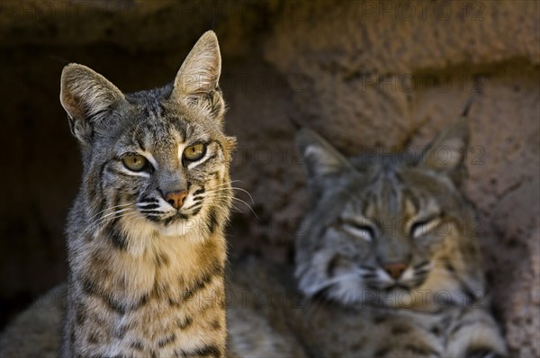 Two bobcats