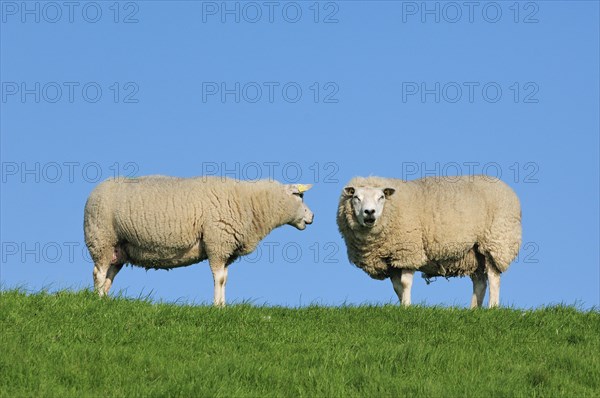 Two domestic Texel sheep