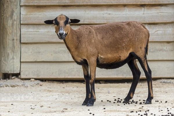 Cameroon sheep