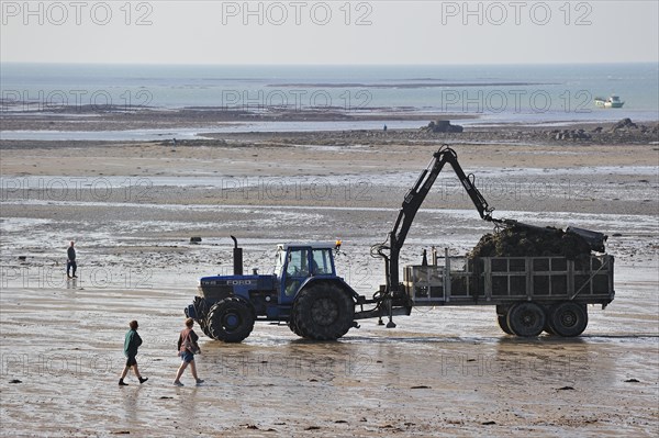 Tractor on beach returning with cartload full of cultivated oysters