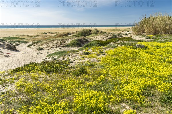 Playa de Los Lances beach in Tarifa